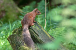 © Tim Fearon  <em>Red Squirrel 2</em>