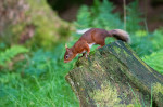 © Tim Fearon  <em>Red Squirrel 1</em>