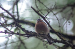 © Tim Fearon  <em>Chaffinch</em>