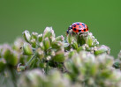 © Tim Fearon  <em>Ladybird</em>