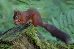 © Graham Wood  <em>RedSquirrel Eating</em>