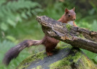 © Graham Wood  <em>Red Squirrel Hide-n-Seek</em>