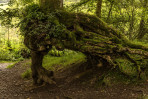 © Andy Best  <em>The Wishing Tree</em>