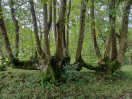 © Ian Hughes  <em>Dent Tree Pals</em>