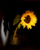 © Graham Wood  <em>Sunflower</em>