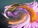 © Elaine Ward  <em>Flyrethrum</em>