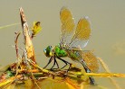 © John Lockwood  <em>Dragonfly egg laying</em>