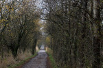© Rodney Dinnen  <em>Pathway Leighton Moss</em>