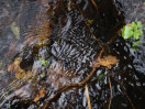 © Rodney Dinnen  <em>Source of abstract water reflections image</em>