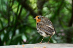 © Chris Chandler  <em>Rainy Robin</em>