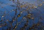 © Margaret Smith  <em>Golden reflection 1</em>