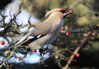 © Mike Mellers  <em>waxwing</em>