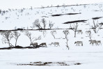 © Angus King  <em>70 degrees North</em>