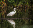 © Brian Blinkhorn  <em>Searching for Supper</em>
