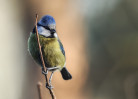 © Brian Blinkhorn  <em>Searching for Breakfast</em>
