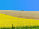 © Elaine Newington Ward  <em>Tricolour</em>