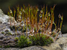 © Gill Pinkerton  <em>Moss on a Rainy Day</em>