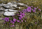 © Gill Pinkerton  <em>Saxifraga Oppositifolia</em>