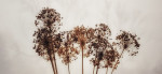 © Tim Fearon  <em>Seedheads and Mist</em>