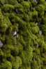 © Andy Best  <em>Mossy Wall</em>