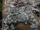 © Gill Pinkerton  <em>Parmeliaceae Lichen_1</em>