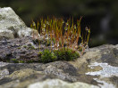 © Gill Pinkerton  <em>Bryum Moss</em>