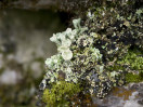 © Gill Pinkerton  <em>Cladoniaceae Pixie-cup Lichen</em>