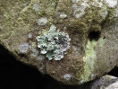© Gill Pinkerton  <em>Parmeliaceae Lichen_2</em>