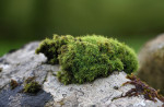 © Mike Mellers  <em>macro moss</em>