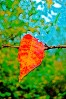 © Chris Chandler  <em>The Last Leaf?</em>