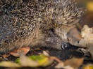 © Margaret Smith  <em>Hedgehog</em>