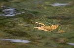 © Margaret Smith  <em>Leaf in water</em>