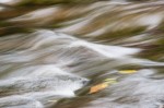 © Rod Smith  <em>Autumn leaf</em>
