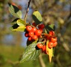 © Sue Haddrill  <em>Berries</em>