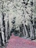 © Dickon Siddall  <em>Fallen Leaves</em>