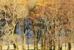 © Jeanette Davidson  <em>autumn trees</em>