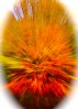 © John Lockwood  <em>RichmondBurst</em>