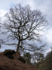© Sue Best  <em>Crag top tree</em>