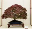 © Harry Pinkerton  <em>Bonsai Acer Palmatum</em>