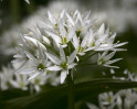 © Gill Pinkerton  <em>Wild Garlic</em>