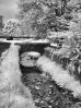 © Harry Pinkerton  <em>Stream in Downham in infared</em>