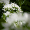 © Margaret Smith  <em>See-through wild garlic</em>