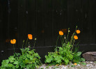 © Margaret Smith  <em>Poppies</em>