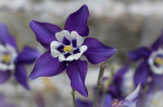 © Peter Robinson  <em>Aquilegia</em>