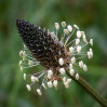 © Tim Fearon  <em>Plantain Flower</em>