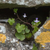 © Tim Fearon  <em>Ivy-Leaved Toadflax</em>