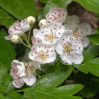 © Tim Fearon  <em>Hawthorn Flowers</em>