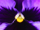 © Rodney Dinnen  <em>pansy with pollen Downham village in bloom</em>