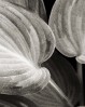 © Dickon Siddall  <em>Succulent Leaves</em>