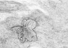 © Margaret Smith  <em>Leaf in Water</em>